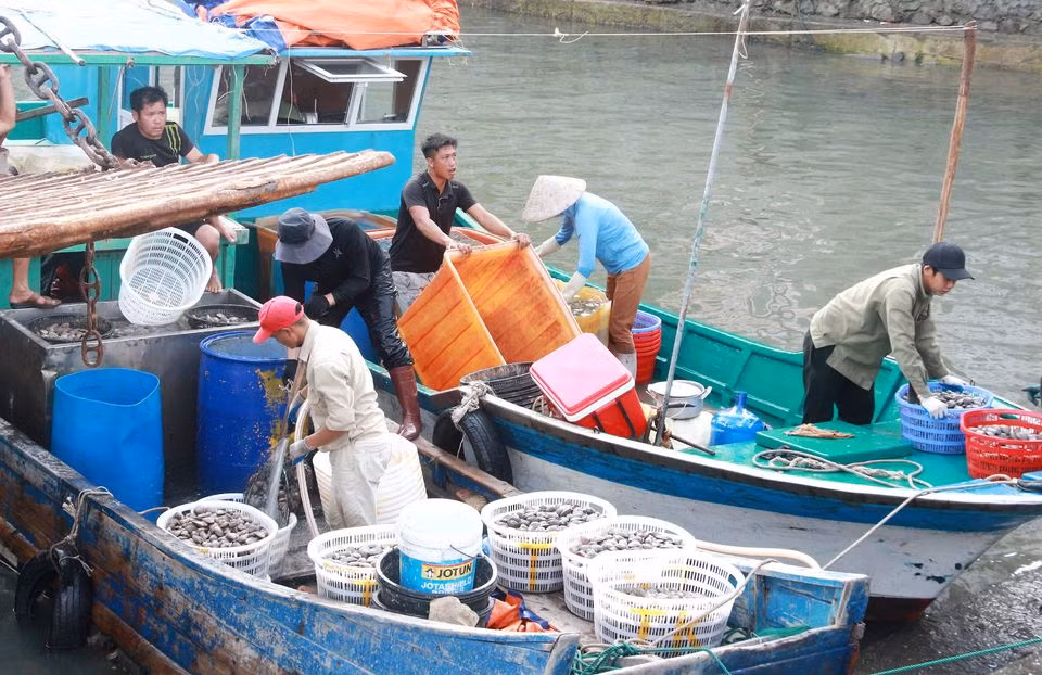 Turgid venus buying and selling at Cai Rong Port