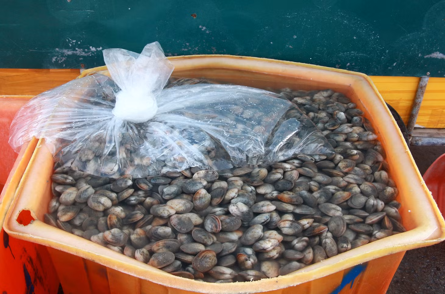 Turgid venus stored in seawater