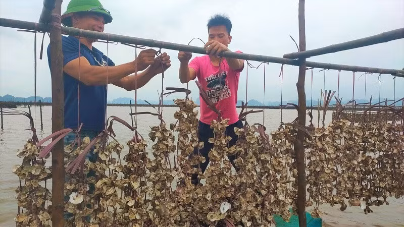This new model enables farmers to obtain higher productivity (about 20-30 tons per hectare per year).