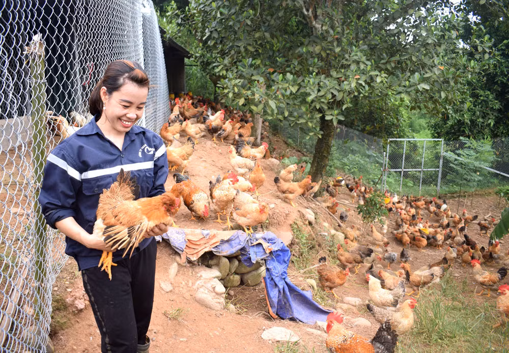 A chicken raising farm at Quang An commune.