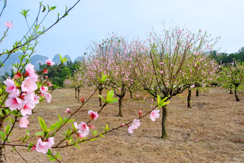 Van Don peach trees were in full bloom last year.