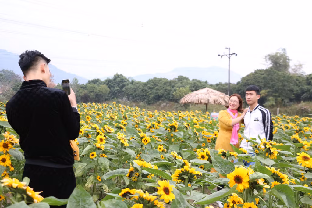 The field of sun flowers.