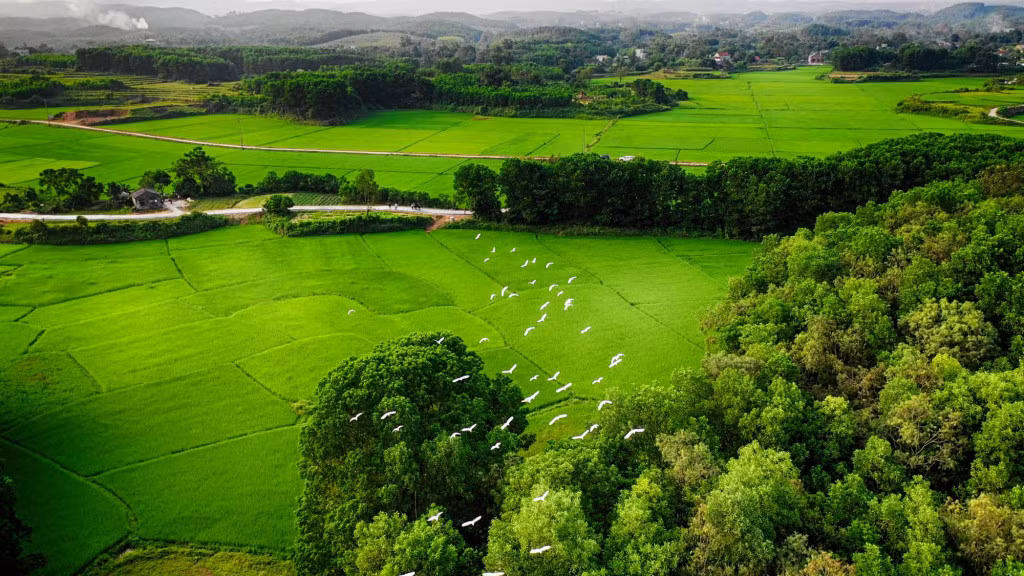 Herds of storks are hovering in the sky of the village, making visitors overwhelmed and fascinated.