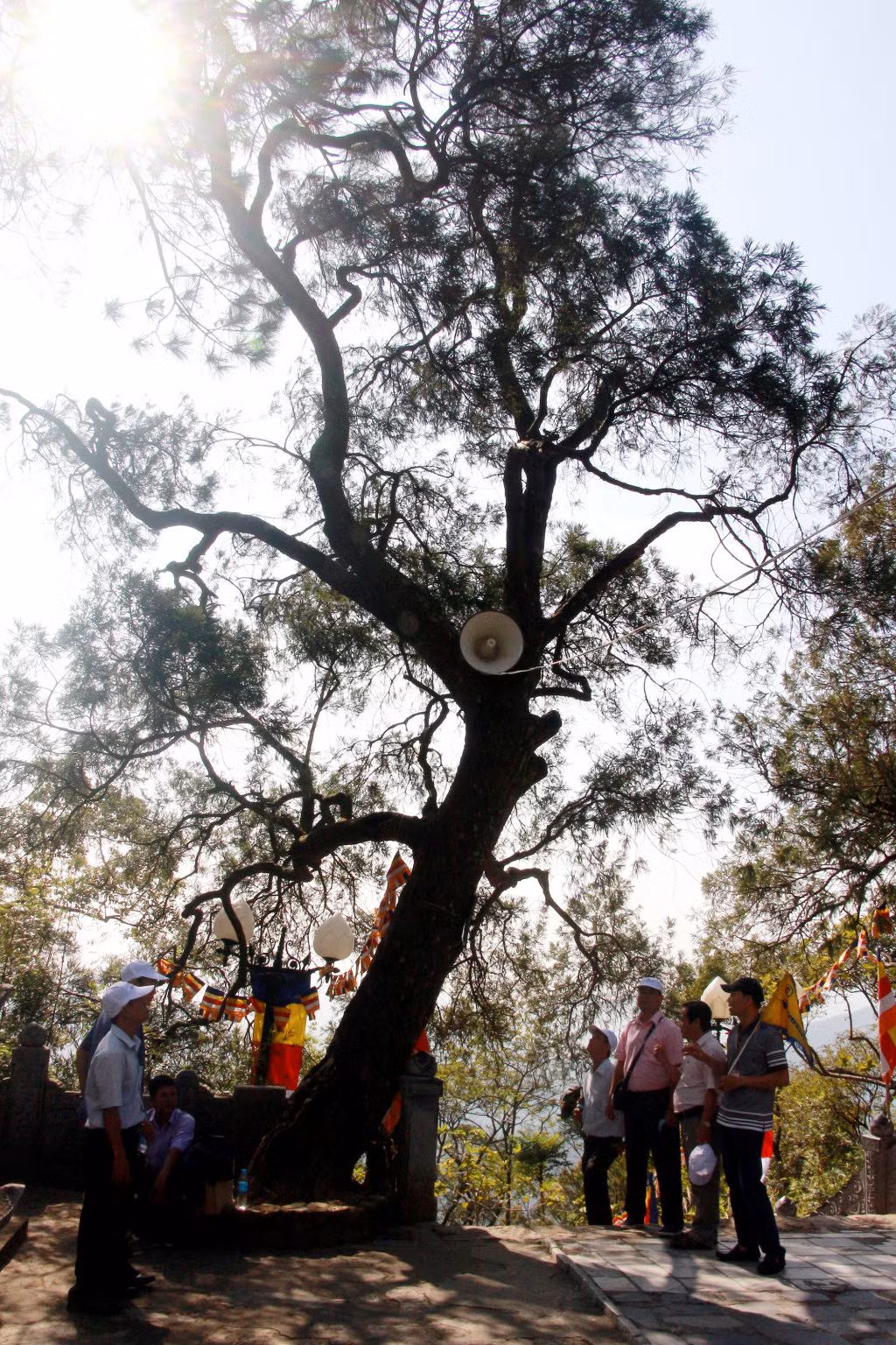 These trees are 4.9-24 meters in height.