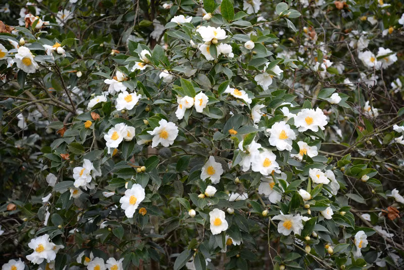 Currently, some areas in the moutainous district of Binh Lieu have currently been covered in the white colour.