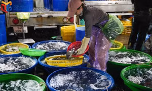 Throughout the night, vendors work for hours beside tubs of fish, using baskets to handpick those that meet customers’ size requirements.