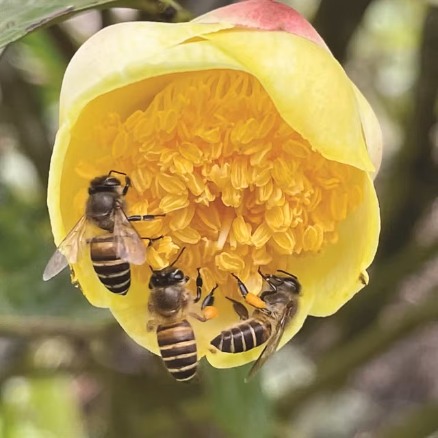 SWEET NECTAR:Golden camellia is cultivated in organic way at the park. VNS Photo Phạm Duật