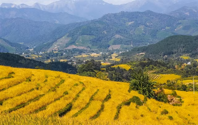 Yellow terraced rice fields in Bình Liêu.