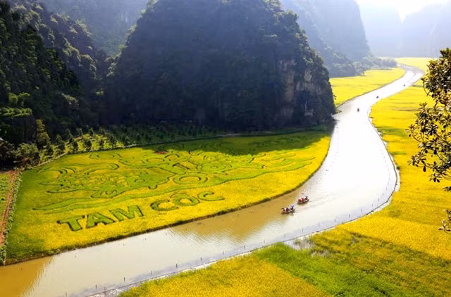 Rice fields in Tam Cốc. — Photo nhandan.vn