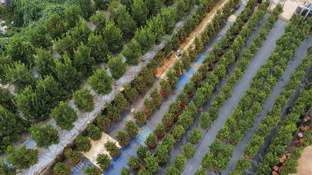 An aerial view of a kumquat garden in Tứ Liên Village. The village currently has about 400 households cultivating the trees on a total area of up to 20 hectares. — VNA/VNS Photo Hoàng Hiếu