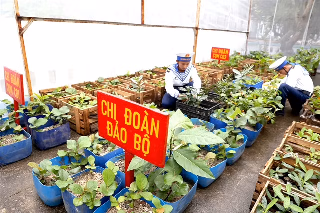 Soldiers on Trường Sa Islands care for seedlings before planting them on the island. — VNA/VNS Photos Hồng Đạt