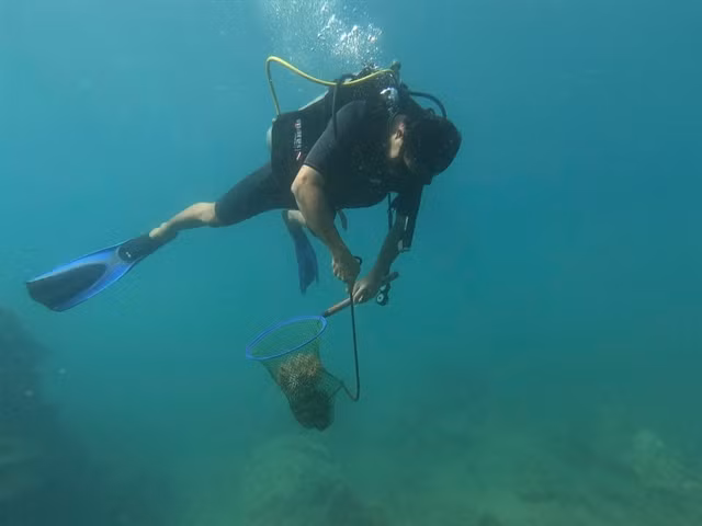 Staff dive to remove trash and harmful species threatening the coral reefs. — VNA/VNS Photo