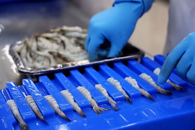 Shrimp processed for export. Improving competitiveness through building brand, improving quality, ensuring food hygiene and traceability is critical for sustainable export to the UK. VNA/VNS Photo Hồng Đạt