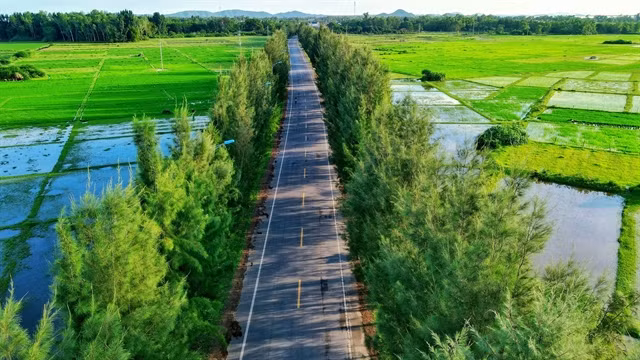 One of the highlights of Bình Ngọc is a road flanked by tall, green casuarina trees.