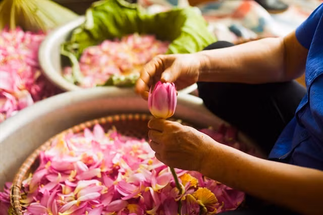 The West Lake area is known for its beautiful lotus lakes and the traditional job of making lotus-scented tea. Photo laodong.vn