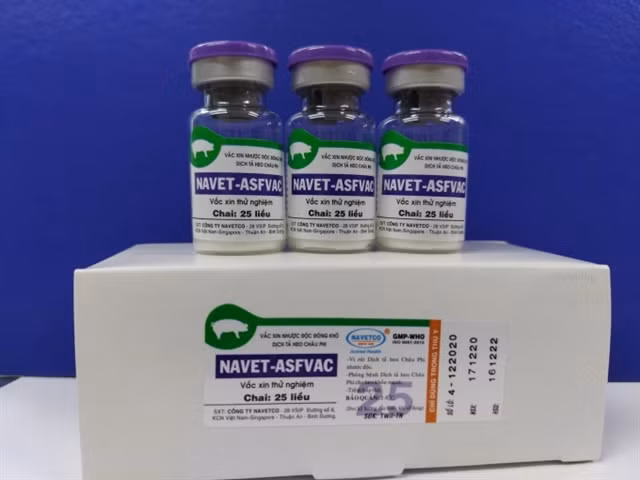 Vaccines against African swine fever are in the pilot period at Navetco National Veterinary Joint Stock Company. Việt Nam has announced to it will develop a commercial vaccine against the disease on Wednesday.