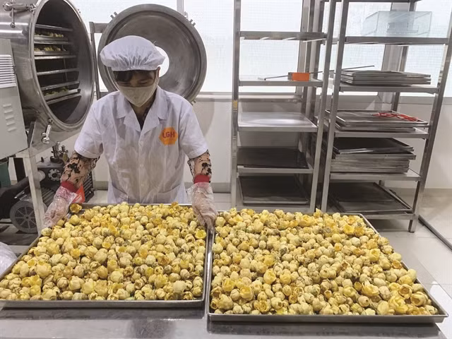 IN PRODUCTION: Standard production line at the company. VNS Photo Phạm Duật