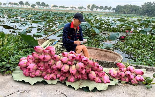Lotus should be cut early in the morning. Photo Courtesy of Trần Thu Thủy