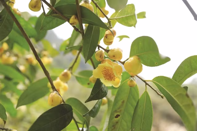 BLOOMING LOVELY: Golden camellia blossoms between autumn and spring. VNS Photo Phạm Duật