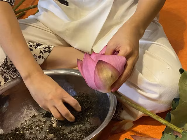 Dried tea leaves mixed with lotus anthers are put inside the lotus bloom. VNS Photo Lê Hương