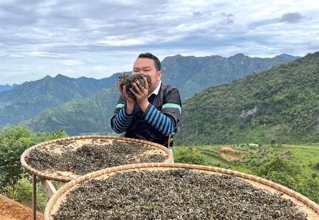 Sùng A Tủa is determined to make Shan Tuyết tea more popular. Photo tienphong.vn