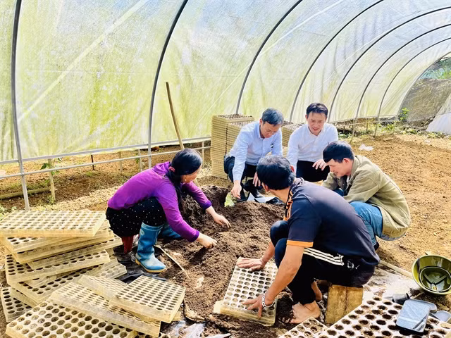 Lưu Tùng Định, (second, right) director of the cooperative, together with JICA experts and local farmers at the cooperative's seedlings garden in Vân Sơn Ward, Mộc Châu Town in the northern mountainous province of Sơn La.—VNS Photo Nguyễn Hằng