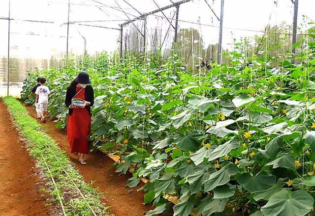 Visitors visit a farm in Măng Đen - a small town in Central Highland Kon Tum Province. -- VNA/VNS Photo Dư Toán