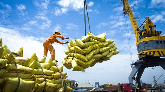 The average export price of rice in the first five months of 2025 reached only US$516.4 per tonnes, down 18.7 per cent over the same period in 2024. Photo thiennhienmoitruong.vn