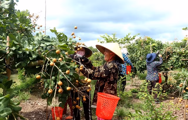 Workers harvest longan for export in Thới Hưng Commune, Cờ Đỏ District, Cần Thơ City. VNA/VNS Photo