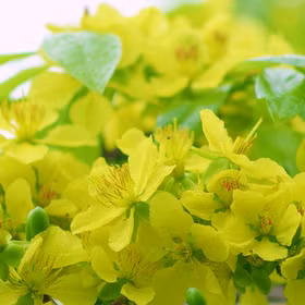 Yen Tu yellow apricot - a symbol of the sacred mountain